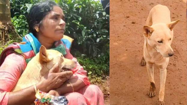 Loyal Dog Reunites with Family After Landslide